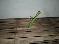 Rhombodera extensicollis