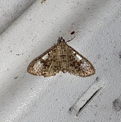 Palpita arsaltealis