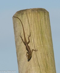 Anolis roquet salinei