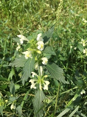 Galeopsis segetum