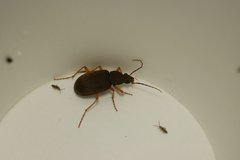 Chlaenius variicornis