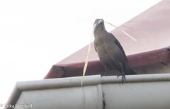 Quiscalus lugubris