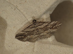 Chrysolarentia severata