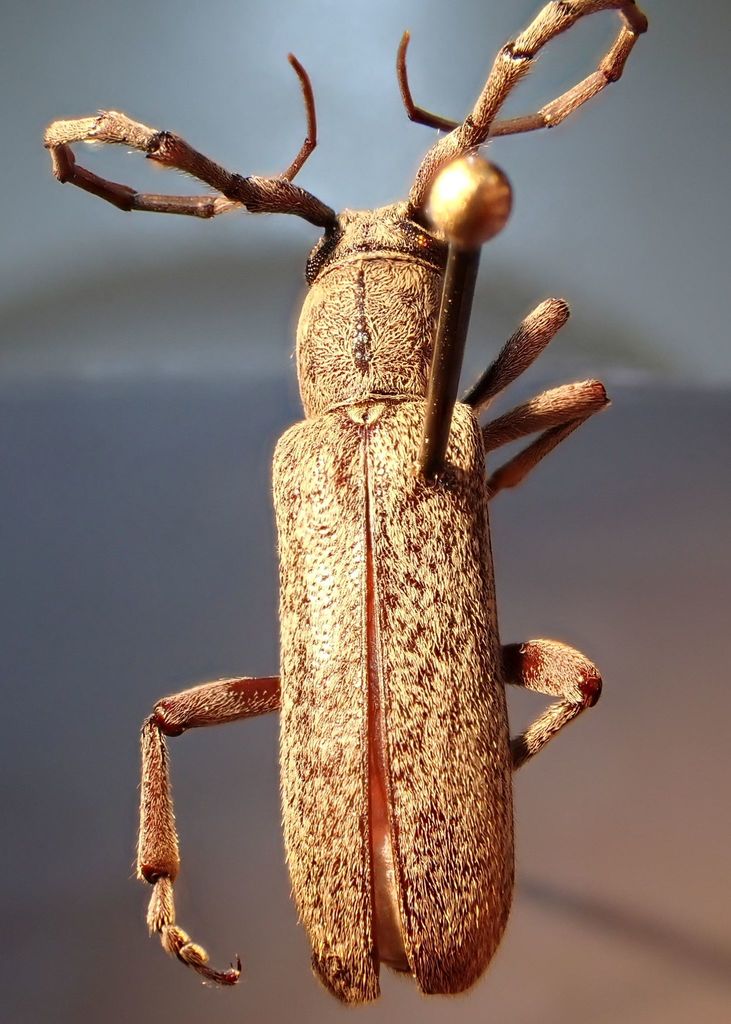 Anelaphus brevidens