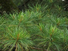 Pinus koraiensis