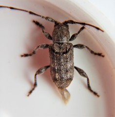 Ecyrus dasycerus