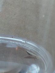 Coleophora striatipennella