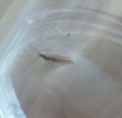 Coleophora striatipennella