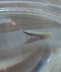 Coleophora striatipennella
