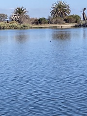 Podilymbus podiceps