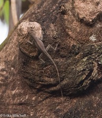 Anolis roquet salinei