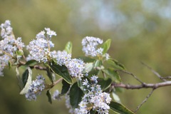 Ceanothus
