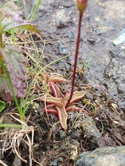 Pinguicula alpina