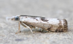 Microcrambus minor