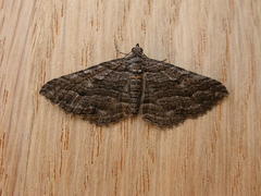 Chrysolarentia severata