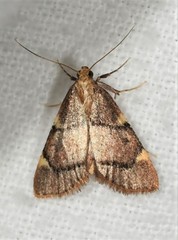 Hypsopygia thymetusalis