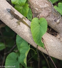 Anolis roquet salinei