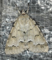Acronicta innotata