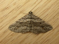 Chrysolarentia severata