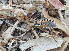 Rhynocoris punctiventris