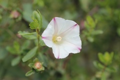Calystegia purpurata