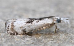 Microcrambus minor