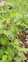 Rubus phoenicolasius
