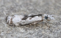 Microcrambus minor