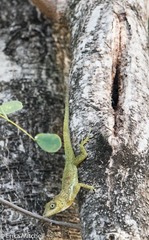 Anolis roquet salinei