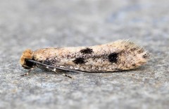Niditinea orleansella