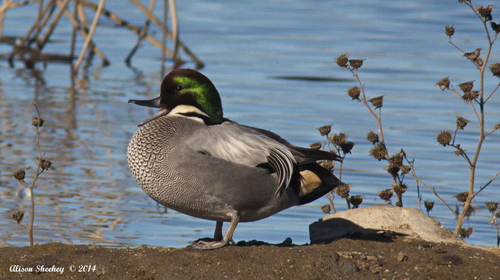 Falcated Duck