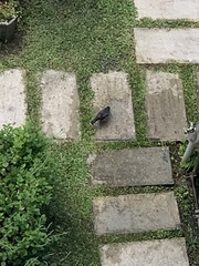 Acridotheres javanicus