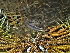 Synalpheus stimpsonii