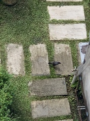 Acridotheres javanicus