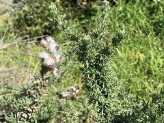 Eriocephalus racemosus