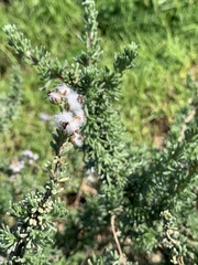 Eriocephalus racemosus