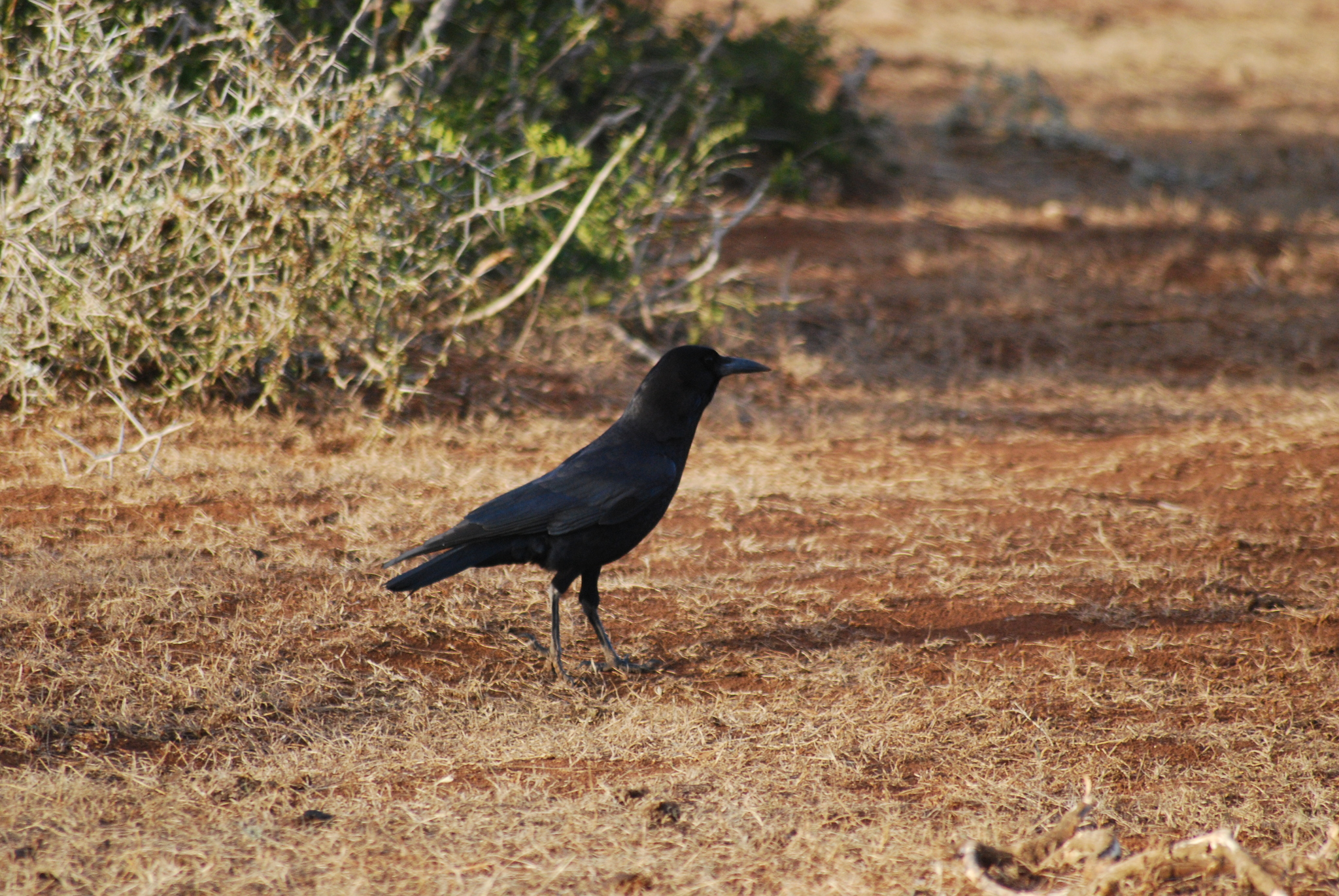 Cape Crow illustration
