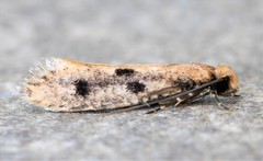 Niditinea orleansella