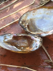 Leaunio umbrans