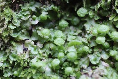 Cryptomitrium tenerum