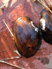 Leaunio umbrans