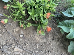 Castilleja litoralis