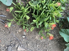 Castilleja litoralis