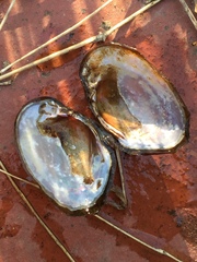 Leaunio umbrans