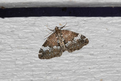 Perizoma alchemillata