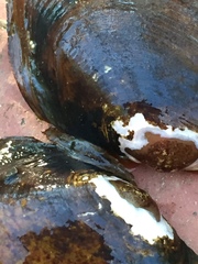 Leaunio umbrans