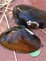Leaunio umbrans