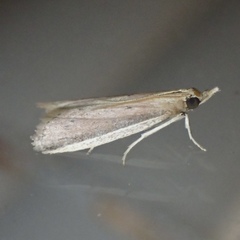 Peoria roseotinctella