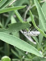 Epicauta maculata-group