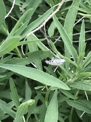 Epicauta maculata-group